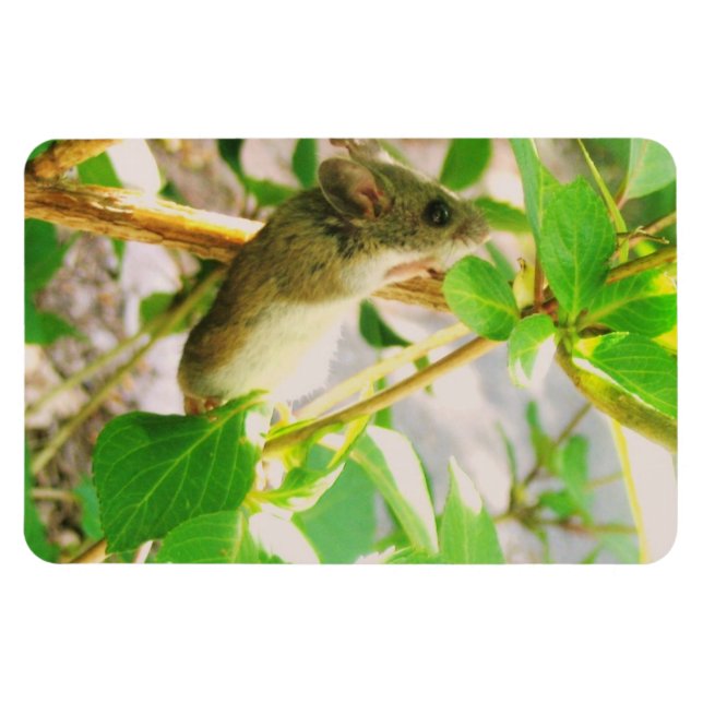 Imán Magnate de ratón (Horizontal)