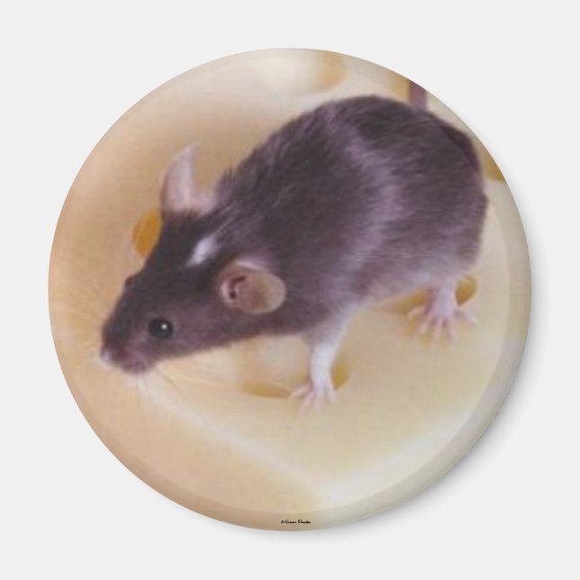Imán Magnate de ratón de queso suizo (Frente)