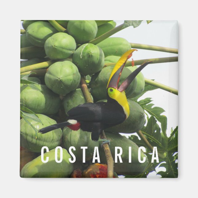 Imán Magnate de recuerdo tropical de Costa Rica (Frente)
