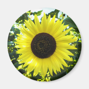 Imán Magnate de redondeo de girasol de verano