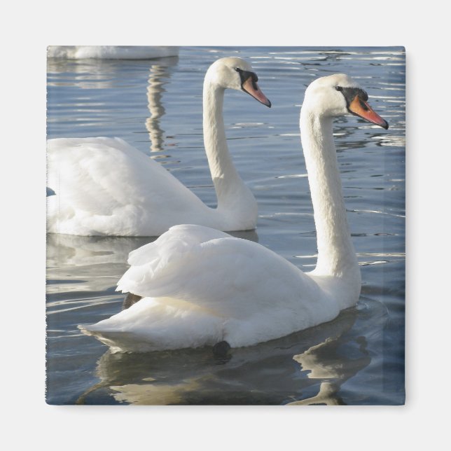 Imán Magnate de Reflecciones de Swan (Frente)