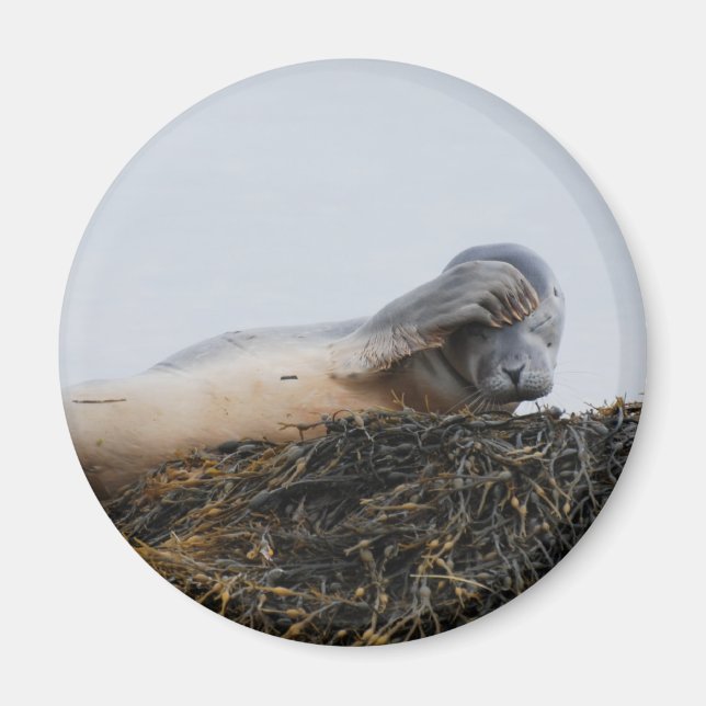 Imán Magnate de sellos para rascar (Frente)