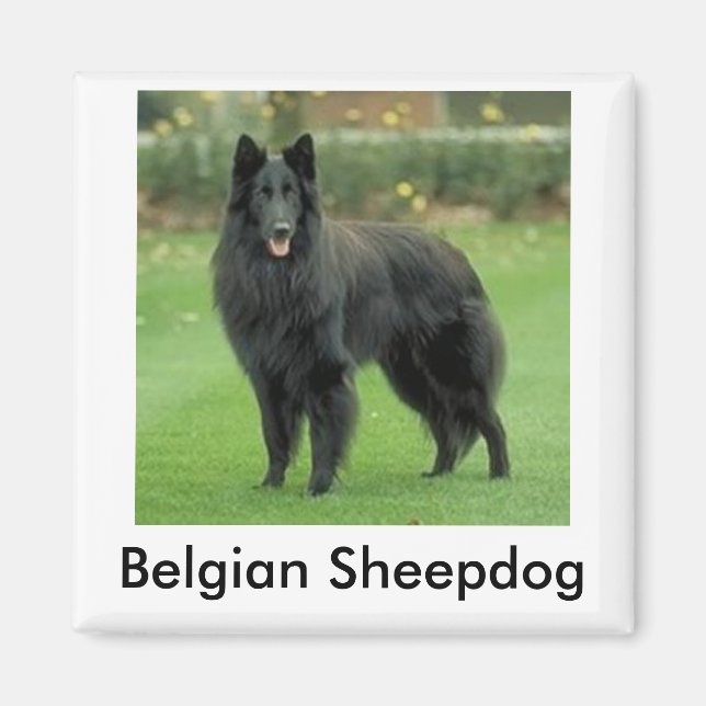 Imán Magnate de Sheepdog Belga (Frente)
