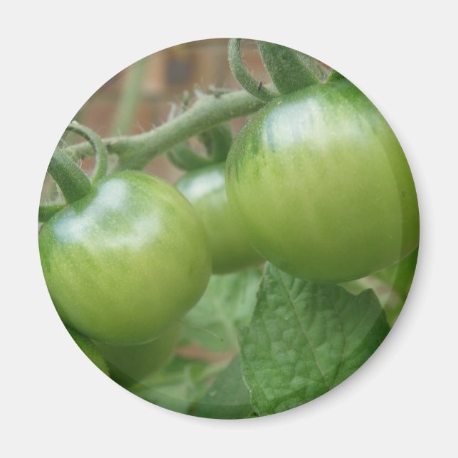 Imán Magnate de tomates verdes (Frente)