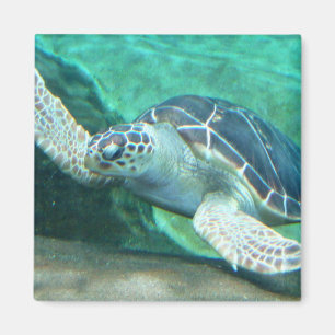 Imán Magnate de tortugas del mar Verde
