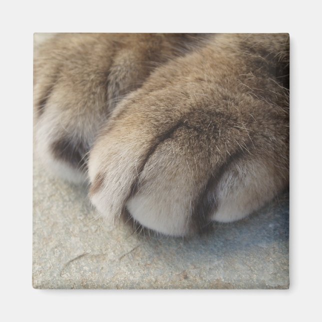 Imán Magnate de trazas de gato (Frente)