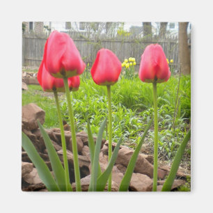 Imán Magnate de Tulip Garden