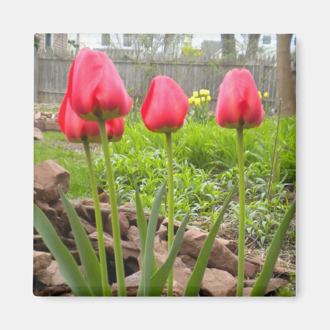 Imán Magnate de Tulip Garden (Frente)