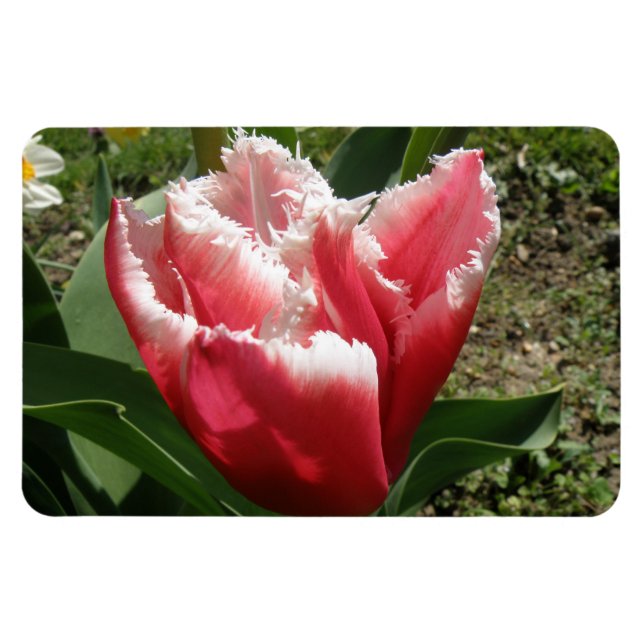 Imán Magnate de Tulip Premium de color rosa (Horizontal)