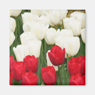 Imán Magnate de tulipanes rojos y blancos