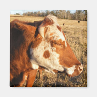 Imán Magnate de vacas: Fancy