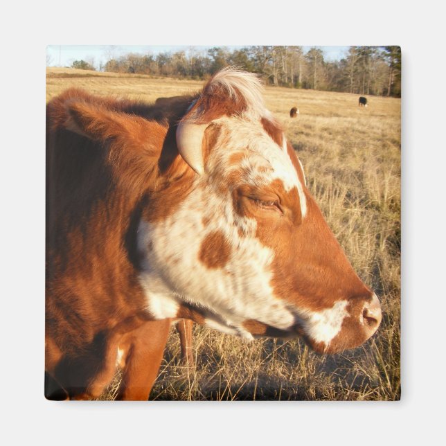 Imán Magnate de vacas: Fancy (Frente)