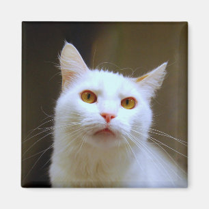 Imán Magnate de Van Cat en Turquía