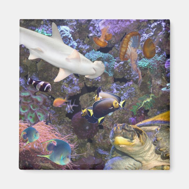 Imán Magnate de vida marina (Frente)