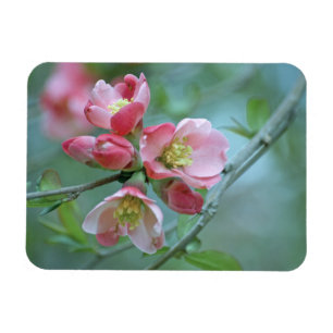 Imán Magnate de vinilo Apple #P0356