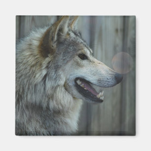 Imán Magnate del lobo mexicano