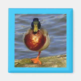 Imán Magnate del pato durmiente