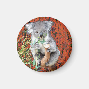 Imán Magnate del tiempo de refrigerio de Koala