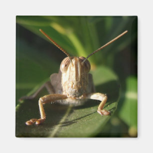 Imán Magnate egipcio de inspiradores