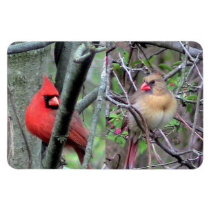 Imán Magnate Flexble de pares de cardenales