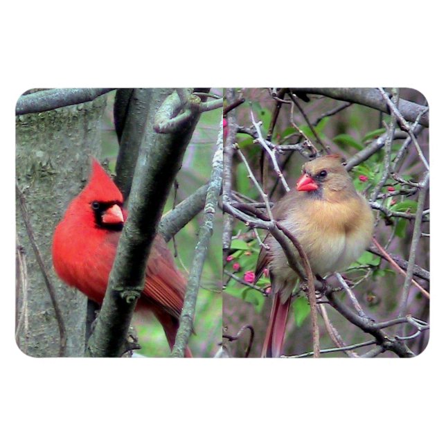 Imán Magnate Flexble de pares de cardenales (Horizontal)