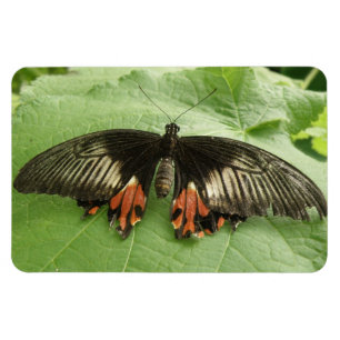 Imán Magnate Flexi de bonito negro rojo y mariposa de o