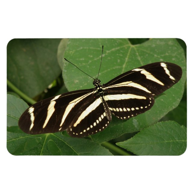 Imán Magnate flexi de mariposa de cebra larga (Horizontal)