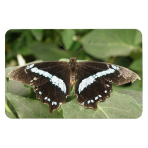 Imán Magnate Flexi de mariposa tropical blanco y negro