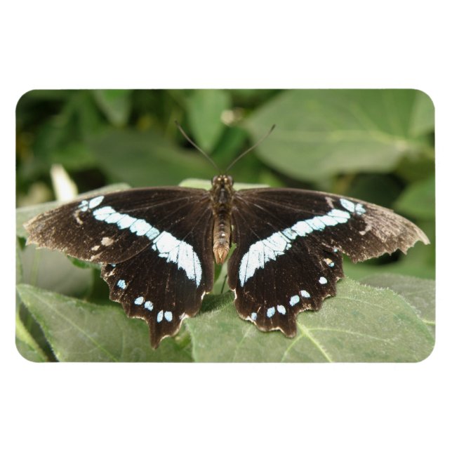 Imán Magnate Flexi de mariposa tropical blanco y negro (Horizontal)