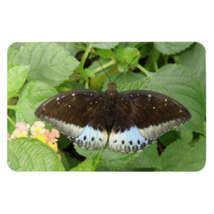 Imán Magnate flexi de mariposa tropical bonito