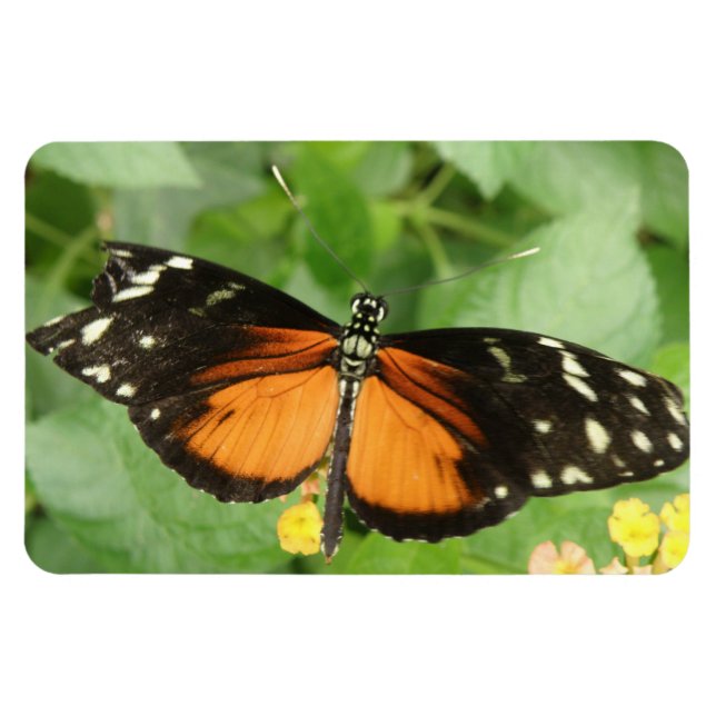 Imán Magnate Flexi Flexi de mariposa de largo de tigre (Horizontal)
