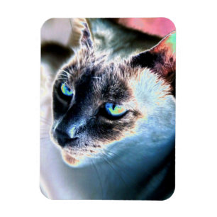 Imán Magnate flexible alterado por gato siamés