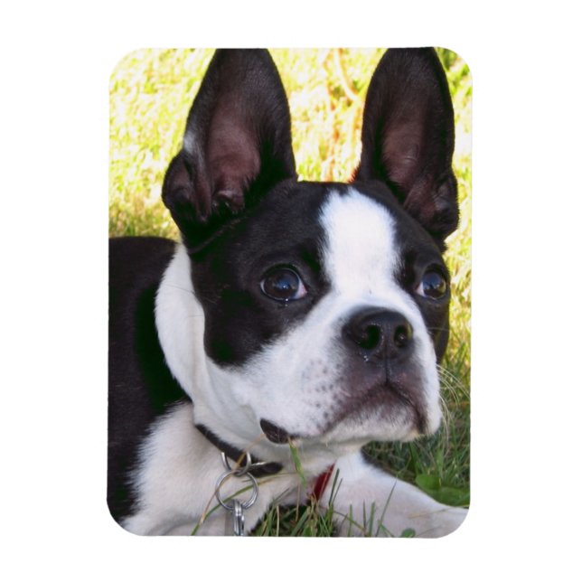 Imán Magnate flexible de Boston Terrier Pup (Vertical)