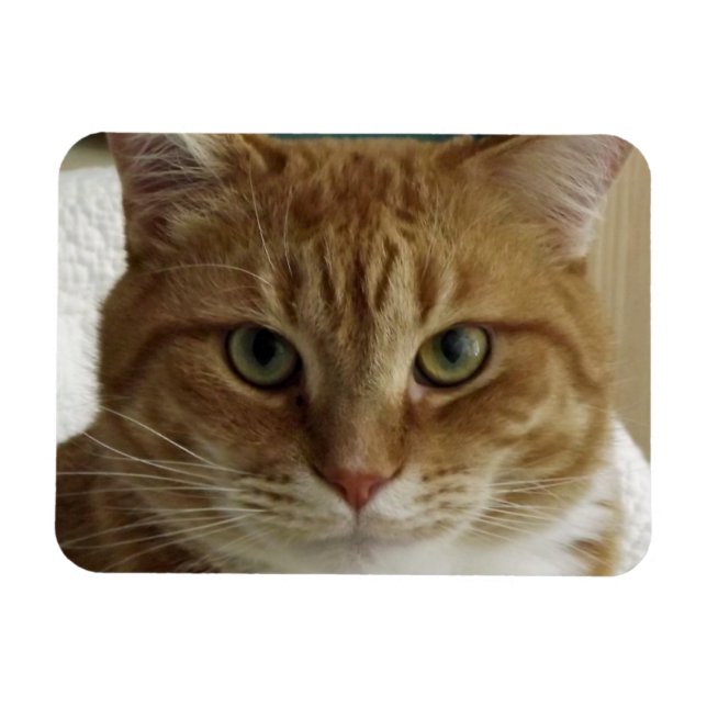 Imán Magnate flexible de gato de naranja Tabby (Horizontal)