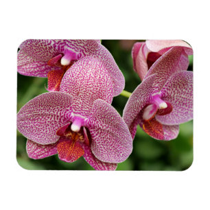 Imán Magnate flexible para orquídeas