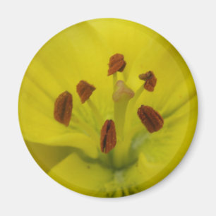 Imán Magnate floral amarillo