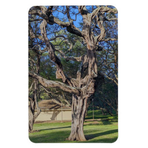 Imán Magnate fotográfico de árbol Kiawe