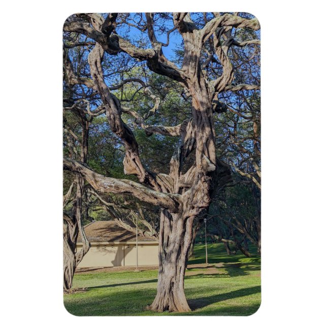 Imán Magnate fotográfico de árbol Kiawe (Vertical)