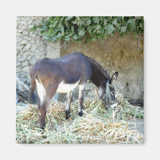 Imán Magnate fotográfico de burros de España
