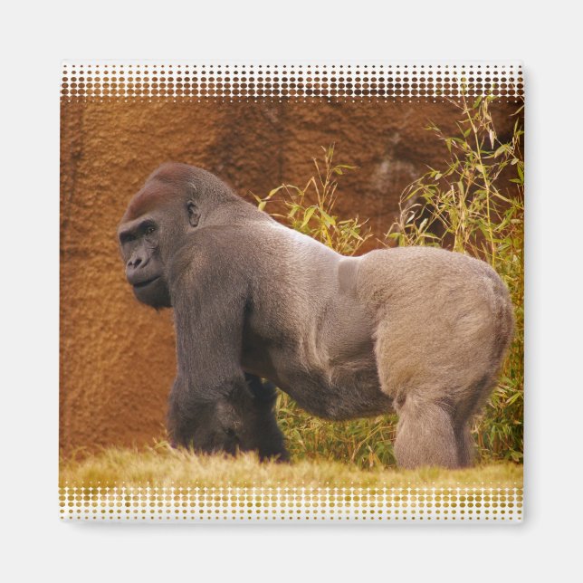 Imán Magnate fotográfico de gorila de Silverback (Frente)