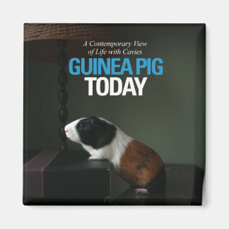 Imán Magnate fotográfico de Pig Today en Guinea