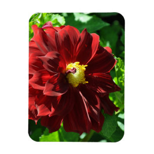 Imán Magnate fotográfico flexible