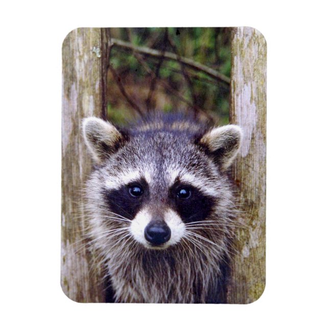 Imán Magnate fotográfico flexible con raccoon (Vertical)
