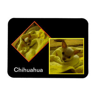 Imán Magnate fotográfico flexible de Chihuahua
