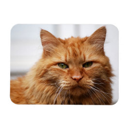 Imán Magnate fotográfico flexible para gato tipo naranj