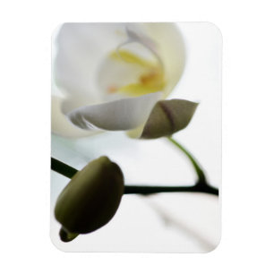Imán Magnate fotográfico flexible para orquídeas blanca