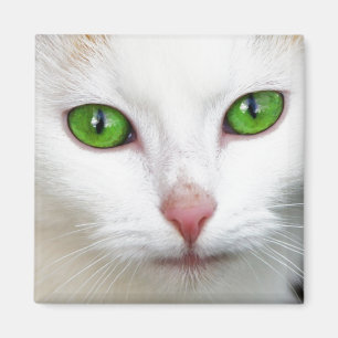 Imán Magnate Gato Blanco Ojo Verde