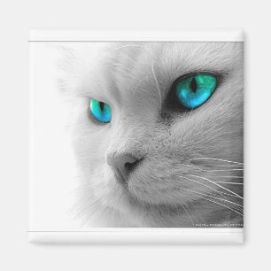 Imán Magnate Gato Ojo Azul