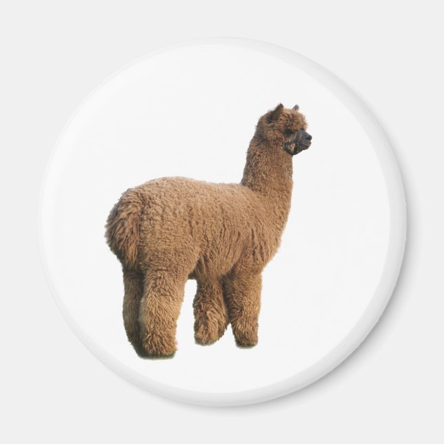 Imán Magnate Mágico Alpaca (Frente)
