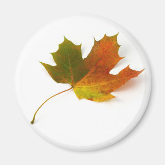 Imán Magnate Maple Leaf